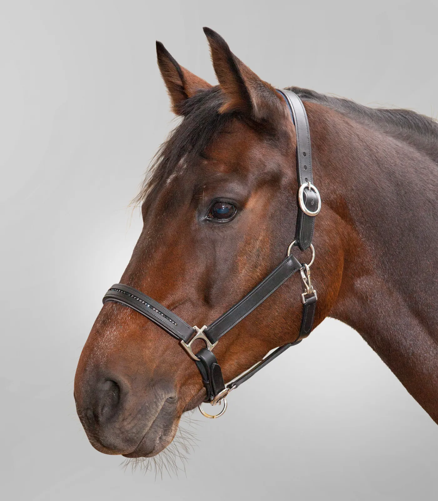 STAR Pony & Shetty|Halfter>Lederhalfter Diamond