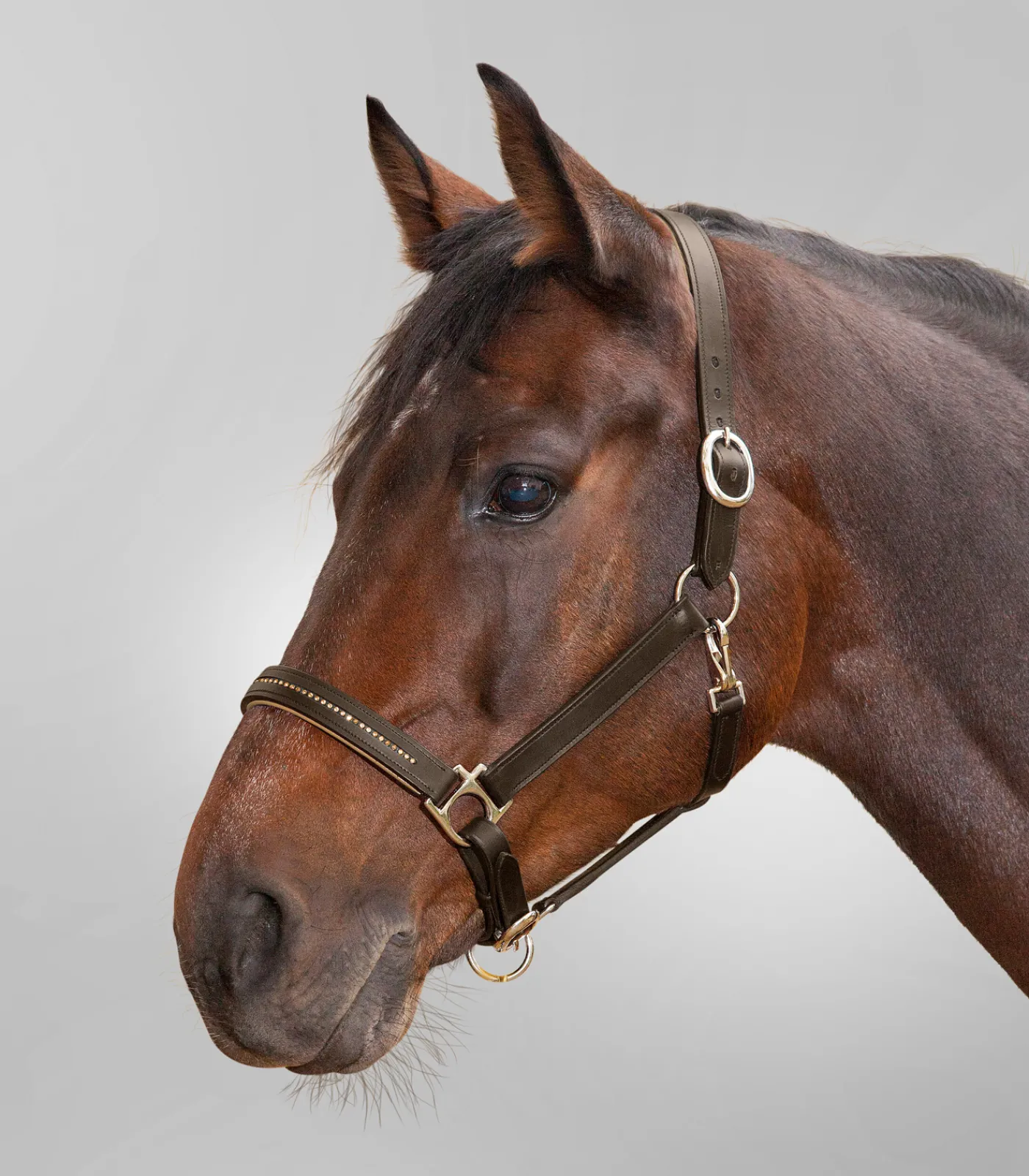 STAR Pony & Shetty|Halfter>Lederhalfter Diamond