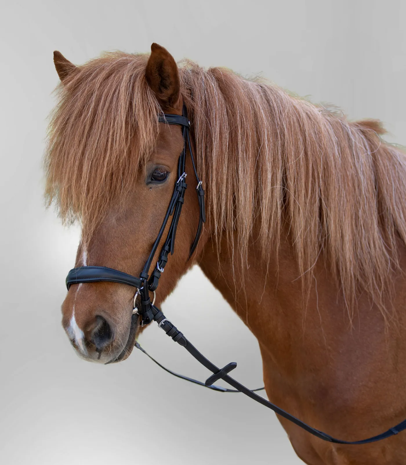 STAR Pony & Shetty|Shetty Trensenzäume>Trensenzaum Hannover