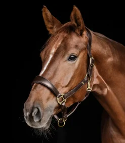 Waldhausen Halfter><noscript><img width=