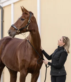 Waldhausen Halfter></noscript>S-Line Lederhalfter Royal