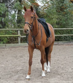 Waldhausen Pony & Shetty|Martingal>X-Line Martingal